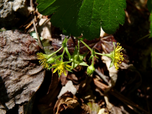 {Geum donianum}